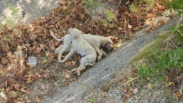 Χαλκιδική: Ασυνείδητος πέταξε κουταβάκια στη μέση του δρόμου – Πατήθηκαν πολλές φορές από αυτοκίνητα (photos)