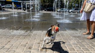 Η φωτογραφία της ημέρας: Ένα σκυλί στον καύσωνα της Αθήνας!