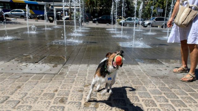 Η φωτογραφία της ημέρας: Ένα σκυλί στον καύσωνα της Αθήνας!