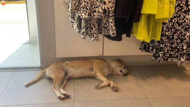 Το κατάστημα H&M αφήνει έναν αδέσποτο σκύλο να δροσίζεται μέσα