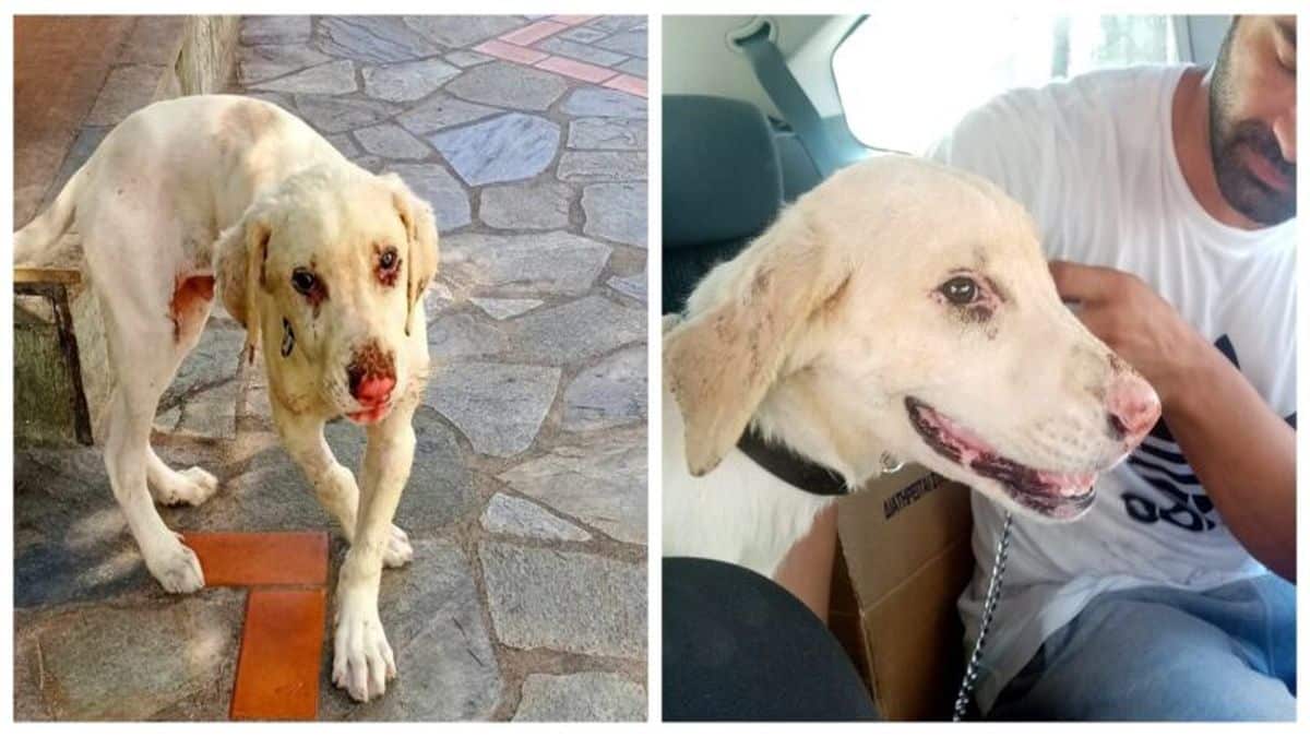 Βόλος: Υιοθετήθηκε ο Σπίθας, ο σκυλάκος που βρέθηκε γεμάτος εγκαύματα από τη φωτιά