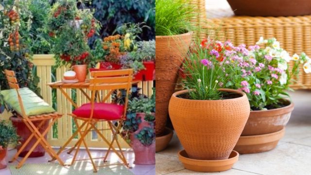 Ζωντανέψτε τα φυτά σας με θαυματουργό μείγμα από νερό και 1 ακόμα υλικό