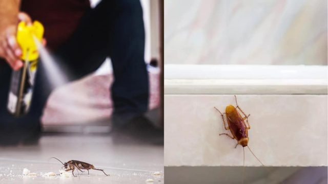 Θα κάνετε να τις δείτε χρόνια: Το δραστικό κόλπο για να απαλλαγείτε από τις κατσαρίδες στο σπίτι