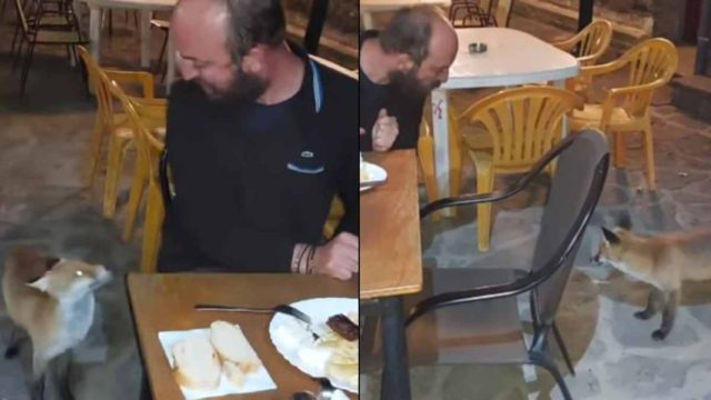 Το έκανε στέκι της: Αλεπουδίτσα στη Ναυπακτία βολτάρει σε καφενείο και την φωνάζουν «κυρά Μάρω»