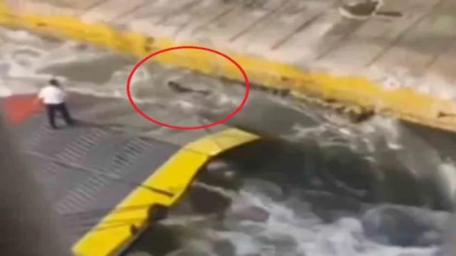 Τραγωδία στον Πειραιά: Είχε εισιτήριο ο 36χρονος που πέταξαν στη θάλασσα – Για ανθρωποκτονία κατηγορούνται τα 4 μέλη του πληρώματος του Blue Horizon (Video)
