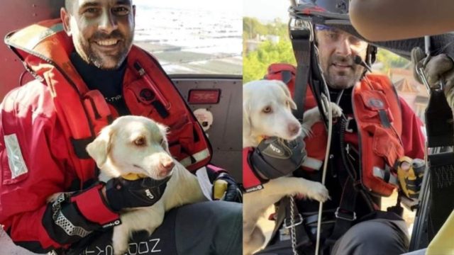 «Γυρίζουμε πίσω!»: Η συγκινητική διάσωση της σκυλίτσας Λούνα από ελικόπτερο του Πολεμικού Ναυτικού