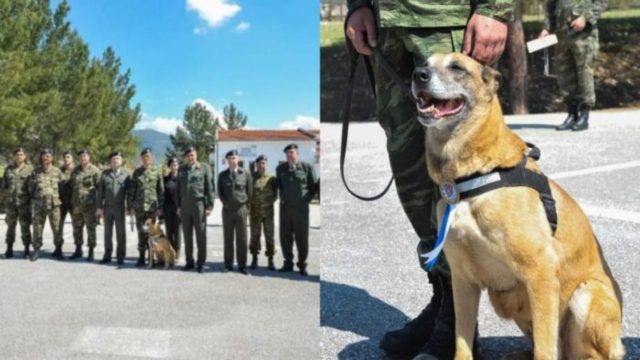 Τιμήθηκε για τις υπηρεσίες της: Η σπουδαία Ελληνίδα σκυλίτσα φύλακας είναι μητέρα 43 σκύλων-στρατιωτών!