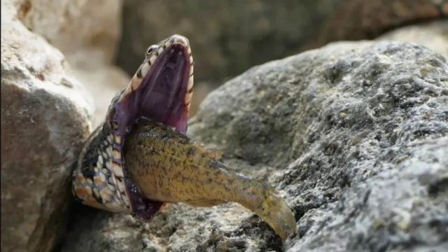 Εικόνες τρόμου στην άγρια φύση – Φίδι πνίγεται ενώ προσπαθεί να καταπιεί ψάρι (photos)