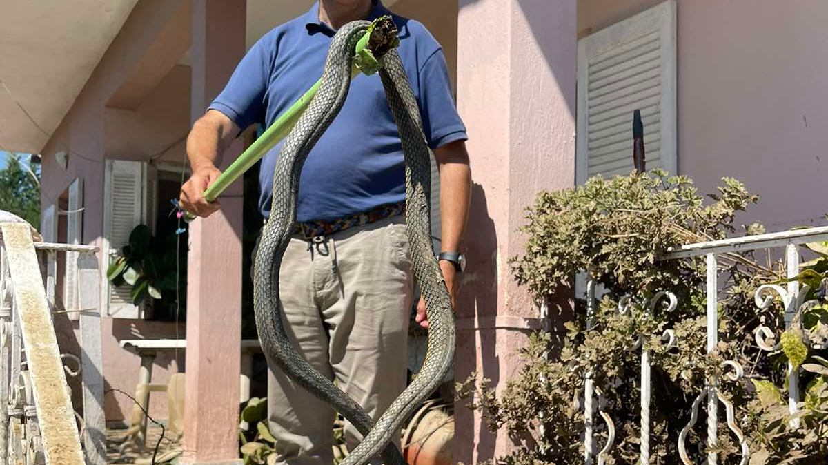 Σοκ στον Παλαμά: Φίδι 2,5 μέτρων βγήκε σε σπίτι μαζί με τα νερά από τις πλημμύρες (photo)