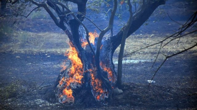 Φωτιά στον Έβρο: 582 πυροσβέστες μάχονται για 15η μέρα – Φόβος για ενίσχυση ανέμων