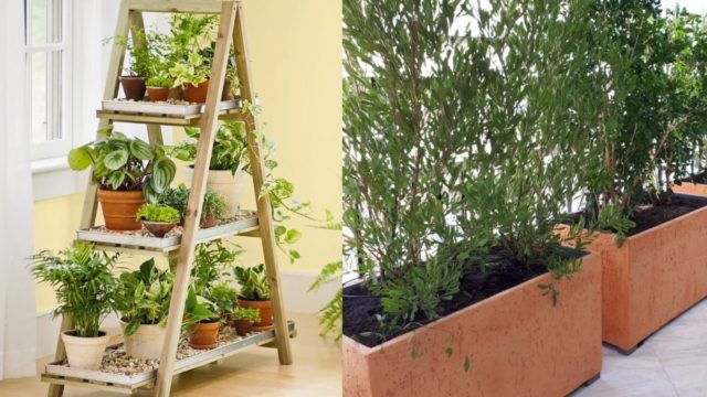 «Φαρμάκι» για τα φυτά: 5 πράγματα που καταστρέφουν ανεπανόρθωτα τις γλάστρες στο μπαλκόνι σας