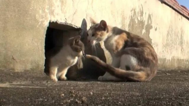 Συγκινητική στιγμή: Μαμά γάτα δεν εγκαταλείπει ποτέ το ανάπηρο παιδί της που δεν μπορεί να περπατήσει