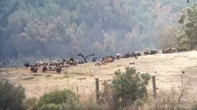 Αχτίδα φωτός στο δάσος της Δαδιάς: Αρπακτικά τρώνε από την ταΐστρα του Φορέα Διαχείρισης (video)