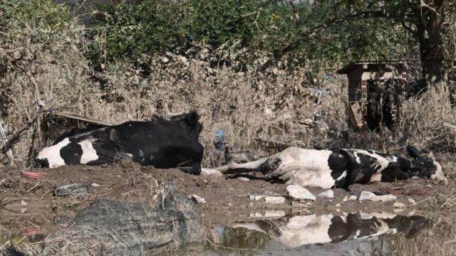 Ώρες αγωνίας στη Θεσσαλία: Τεντωμένη σε μία κλωστή η δημόσια υγεία! «Θα πεθάνουμε όλοι! Ήρθαν να τα πάρουν και δεν άντεξαν τη μυρωδιά» – Πλημμυροπαθής ξεσπά για τα νεκρά ζώα (Video)
