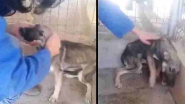 Ραγίζουν καρδιές: Κακοποιημένος σκύλος δέχεται χάδια για πρώτη φορά – Μην το δείτε με ήχο αν είστε ευαίσθητοι