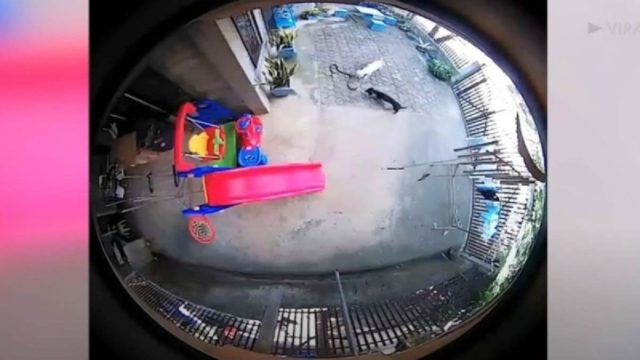 Κρυφή κάμερα καταγράφει σκυλάκια να θυσιάζονται για να σώσουν ένα μωρό από φίδι – Η κατάληξη ραγίζει καρδιές!