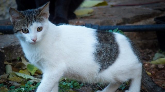 Φρικτός θάνατος για γατάκι στη Λέσβο: 62χρονος το σκότωσε με καλάμι ψαρέματος