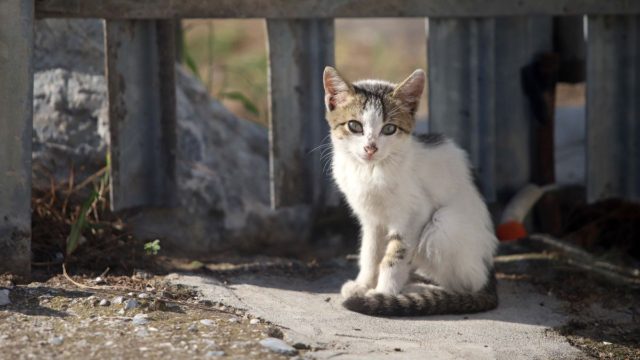 Αποτροπιασμός στη Ρόδο: Άγνωστος τεμάχισε γατάκι – Το βρήκαν θαμμένο