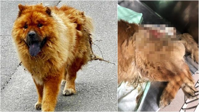Φρίκη στα Χανιά: Κτήνος έριξε καυστικό υγρό σε σκύλο – Του προκάλεσε τεράστιο έγκαυμα στην πλάτη (photos)