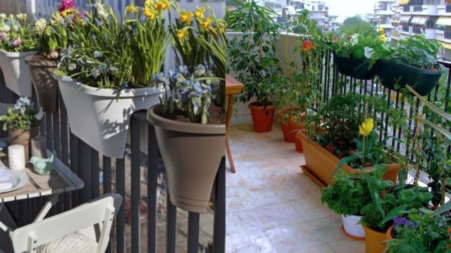 Ολάνθιστα φυτά μετά το καλοκαίρι: 4 κόλπα για να τα αναζωογονήσεις μετά τις διακοπές
