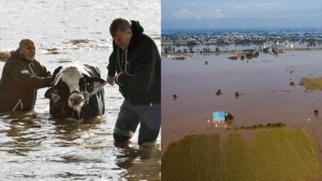 Απέραντη θλίψη: Σε κλιβάνους στην Ημαθία και την Αρκαδία μεταφέρονται τα πνιγμένα ζώα – Θα γίνει υγειονομική ταφή όπου είναι εφικτό (video)