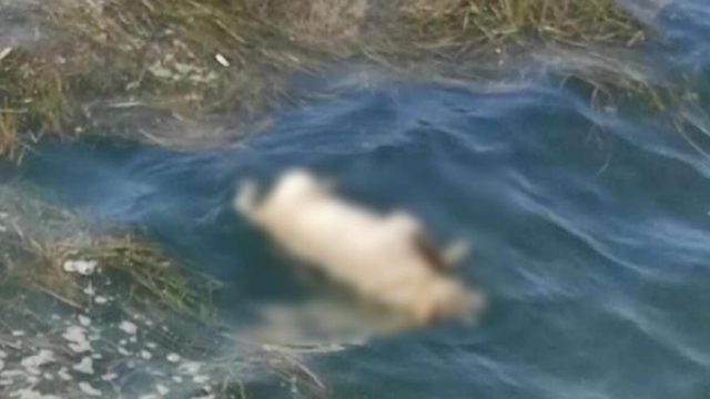 Φρίκη στη Θεσσαλονίκη: Σκυλάκι βρέθηκε να επιπλέει νεκρό στον Θερμαϊκό