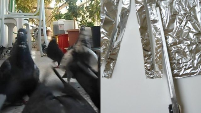 Τέλος τα cd στα μπαλκόνια για να διώξετε τα περιστέρια: Το κόλπο με το αλουμινόχαρτο θα σας λύσει τα χέρια