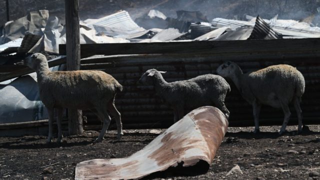 Σοκ στη Μαγνησία: Πρόβατα έφαγαν… 100 κιλά χασίς και «έκαναν κεφάλι» – Έψαχναν τροφή μετά τις πλημμύρες