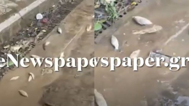 Στην Ελλάδα δε βαριέσαι ποτέ: Ψάρια σπαρταράνε στους δρόμους του Βόλου λόγω της κακοκαιρίας (video)