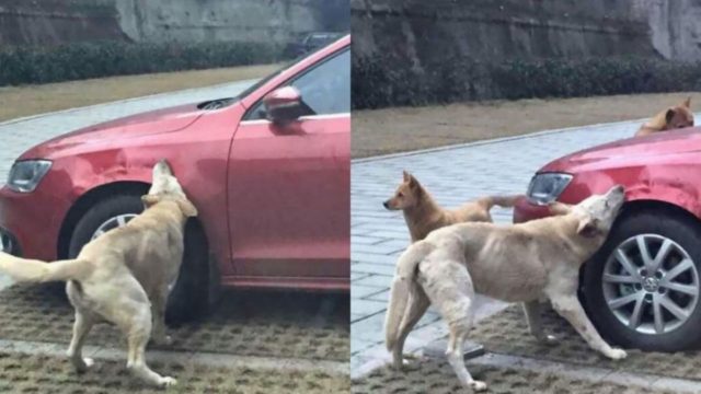 Απίστευτο: Οδηγός κλώτσησε σκύλο για να παρκάρει – Τότε εκείνος έφερε την παρέα του και του κατέστρεψαν το αμάξι