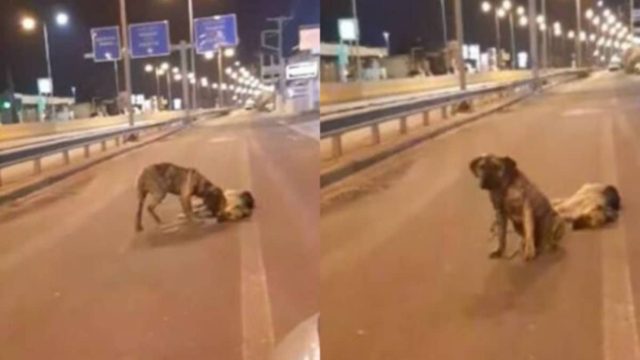 Σκύλος προκαλεί ρίγη συγκίνησης: Ο τετράποδος θρηνεί για τον φίλο του και δεν τον εγκαταλείπει