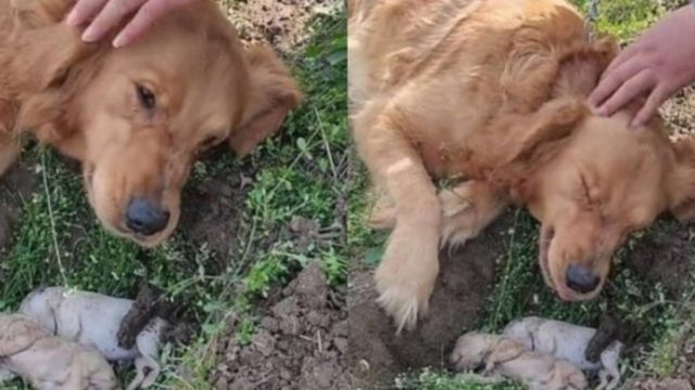 Σκυλίτσα έχασε στη γέννα τα μικρά της και σκάβει συντετριμμένη τον τάφο τους – Αρνείται να τα αποχωριστεί