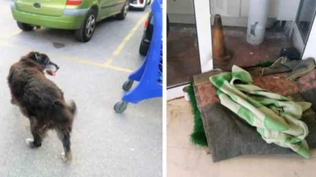 Πάνω από όλα ανθρωπιά: Το κατάστημα Σκλαβενίτης στην Πέτρου Ράλλη έβαλε κρεβατάκι για να κοιμάται ένα γέρικο σκυλάκι
