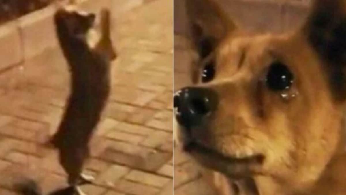 Γυναίκα τάισε αδέσποτο σκυλάκι και εκείνο «δάκρυσε» από χαρά και ευγνωμοσύνη! (video)