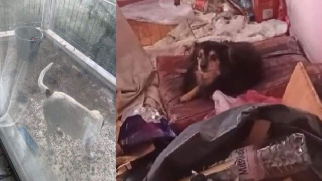 Εικόνες οργής στη Θεσσαλονίκη:Έσωσαν σκυλιά που ζούσαν υπό άθλιες συνθήκες – Συνελήφθη ένας 38χρονος και αναζητείται ο αδελφός του