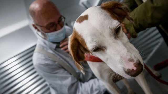 Φρίκη στον Ωρωπό: Βρέθηκε προφυλακτικό στο στομάχι σκύλου – Πιθανολογείται ότι έπεσε θύμα βιασμού