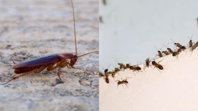 Απαλλαγείτε από ενοχλητικά έντομα με 4 φυσικά κόλπα – Το λαχανικό «εντομοκτόνο» που δεν γνωρίζουν πολλοί