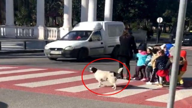 Πιο πολιτισμένος από τους περισσότερους: Aδέσποτος σκύλος γαβγίζει σε οδηγούς που παραβιάζουν την πεζοδιάβαση και συνοδεύει μικρά παιδιά (video)