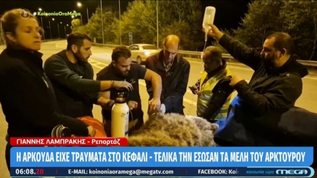 Κοζάνη: Ευχάριστα τα νέα για την Αρκούδα που τραυματίστηκε από χτύπημα αυτοκινήτου