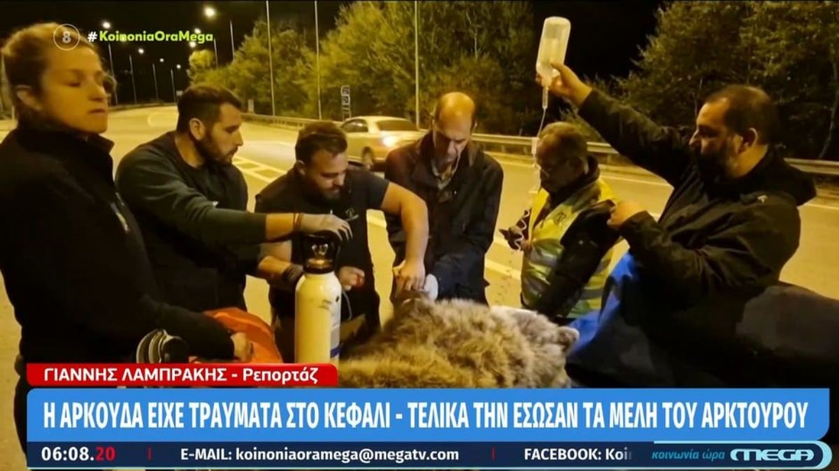 Κοζάνη: Ευχάριστα τα νέα για την Αρκούδα που τραυματίστηκε από χτύπημα αυτοκινήτου