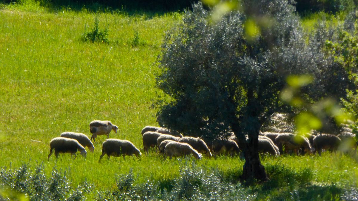Συναγερμός στη Λέσβο: Εντοπίστηκε κρούσμα ευλογιάς των προβάτων