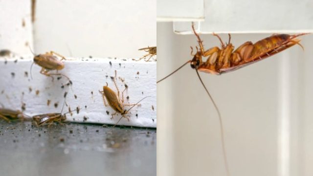 Σωτήρια πρόληψη για τις κατσαρίδες: 3 βασικές συμβουλές για να τις προλάβετε πριν εμφανιστούν