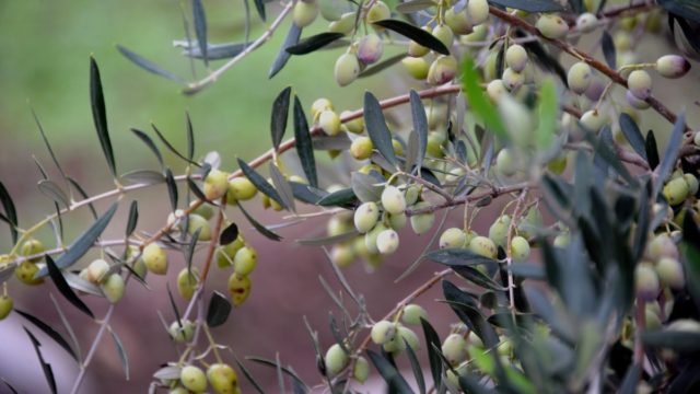 Στο αμήν έφτασαν ελαιοπαραγωγοί: Οι τιμές «φωτιά» ωθούν σε εταιρείες security και μικροτσίπ στα λιόφυτα