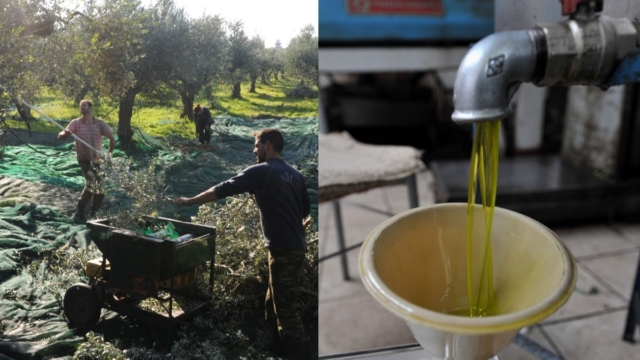 «Παροξυσμός» από λαδέμπορες: Φυλάνε το ελαιόλαδο σαν… τα μάτια τους! Μεταμεσονύκτιες περιπολίες και σεκιούριτι στα ελαιοτριβεία