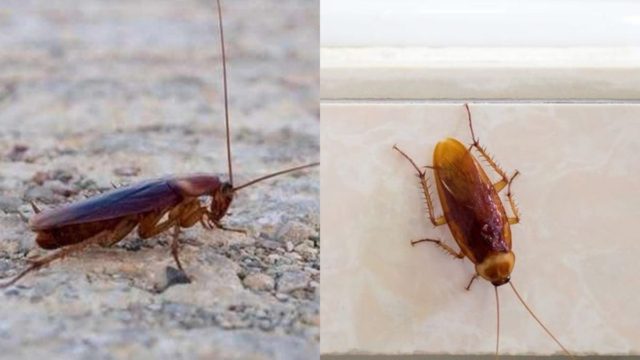 Θα γίνουν «καπνός»: Απαλλαγείτε από τις κατσαρίδες γρήγορα και απλά με ένα σπιτικό μείγμα από 2 υλικά