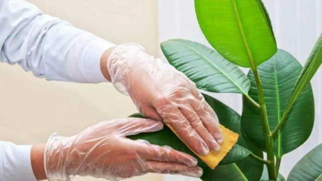 5 τρόποι για να καθαρίσετε τα φυτά σας – To κόλπο με την μπύρα και το γάλα