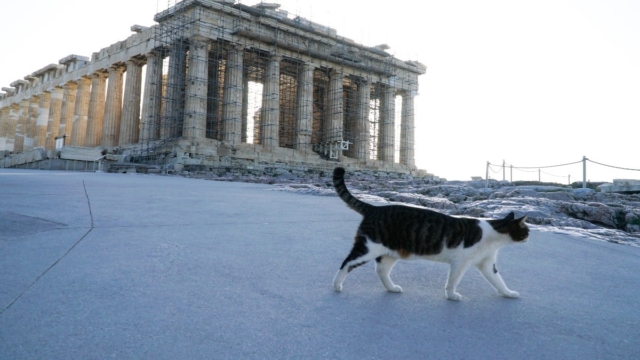 Η Φωτογραφία της Ημέρας: Μόνιμη κάτοικος… Παρθενώνα!