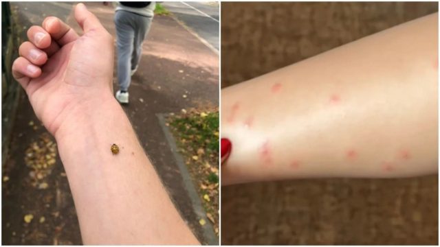 Φρενίτιδα στη Γαλλία για την εισβολή κοριών σε πόλεις και χωριά: «Πνίγεται» το Παρίσι – «Είναι κυριολεκτικά παντού…» (video)