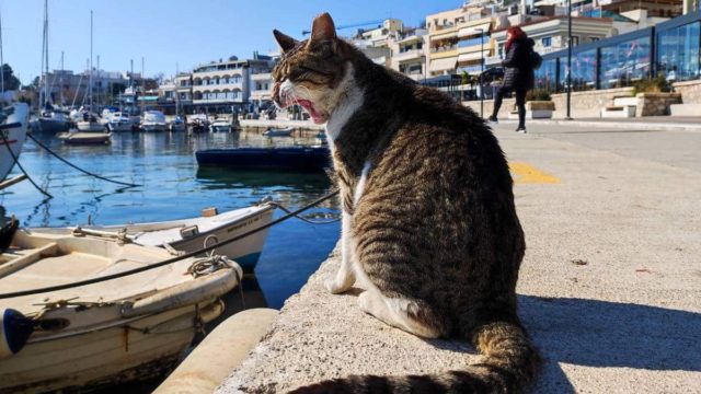 Η φωτογραφία της ημέρας: «Παγκόσμια Ημέρα των Ζώων»