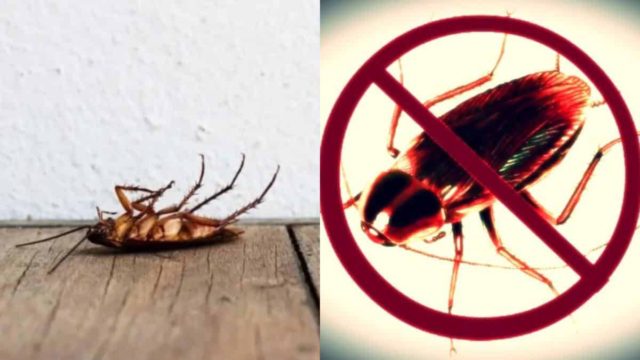 Δε θα πλησιάσουν ξανά το σπίτι – 3 φυσικά κόλπα που «εξαφανίζουν» αμετάκλητα τις κατσαρίδες